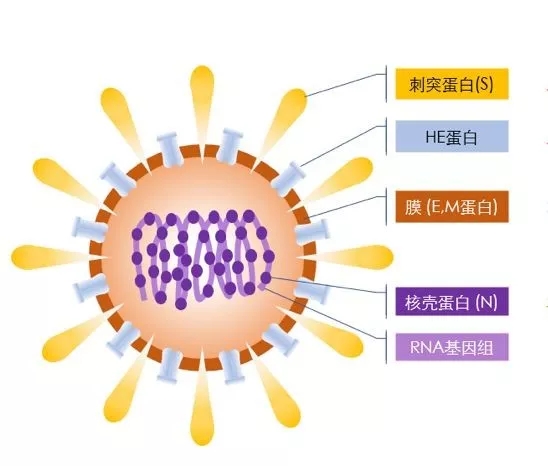 疫情來勢洶洶，如何做好個人防護(hù)？這些問題要明白！ 行業(yè)熱點(diǎn) 第2張