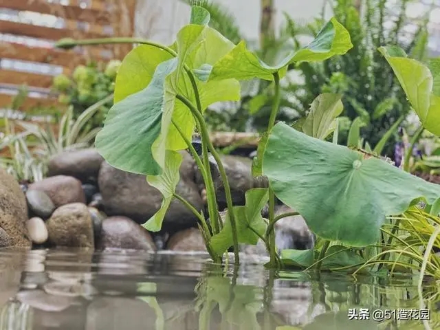 南北花園給排水問題差異大，你知道嗎？ 新聞資訊 第3張