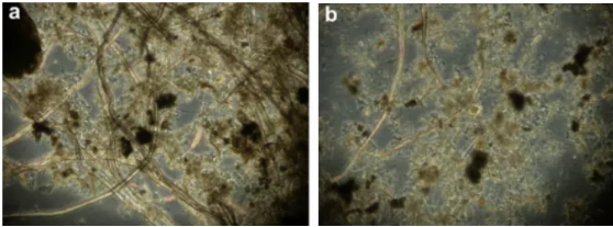 纖維素對污水生物處理系統(tǒng)性能的影響及機理分析 新聞資訊 第1張