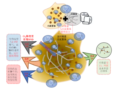 纖維素對污水生物處理系統(tǒng)性能的影響及機理分析 新聞資訊 第7張